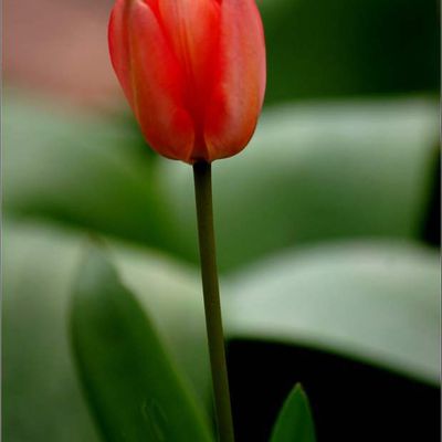 Fleurs et citations - tulipe