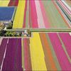 Le champ de fleurs en Hollande