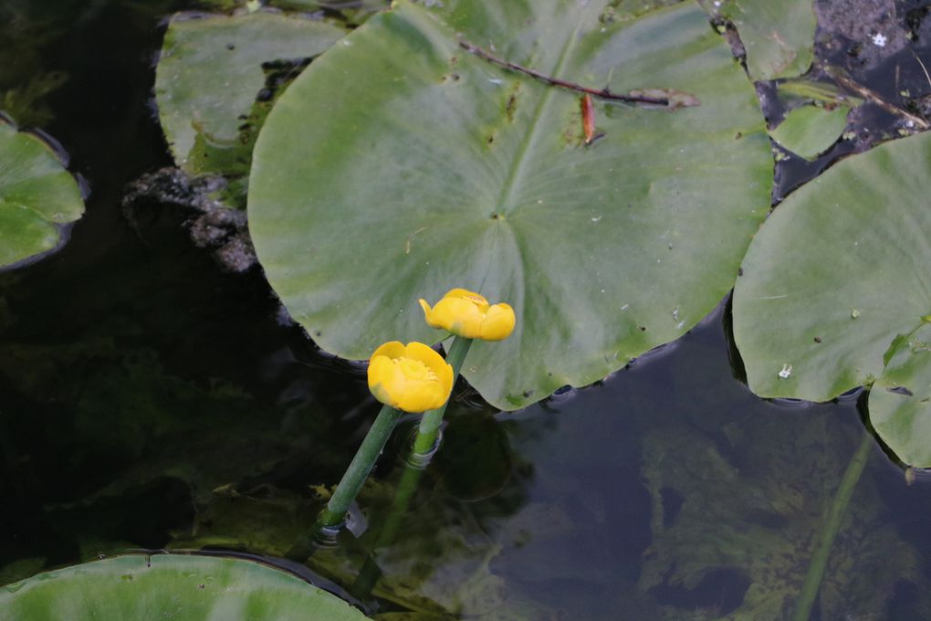 Au fil de l' eau.