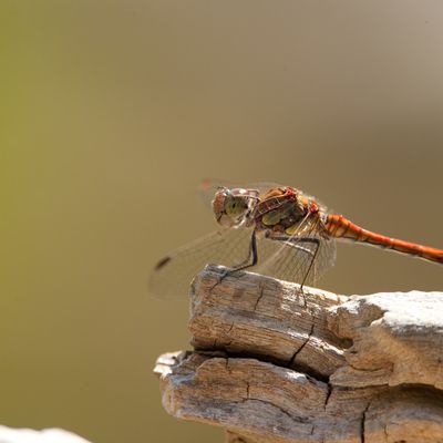 Libellule (ajout d'une photo de larve)