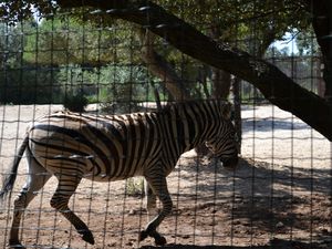 Le zoo de la Barben , entre découverte et amusement.