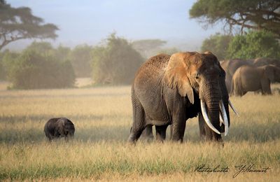 Eléphants (Kenya)