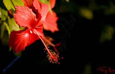 Fleurs de Tahiti