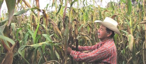 Le Mexique, premier pays d’Amérique Latine à interdire le maïs OGM et le glyphosate