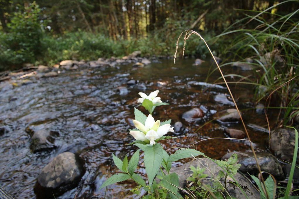 Pêche à la mouche dans les Adirondacks 2016