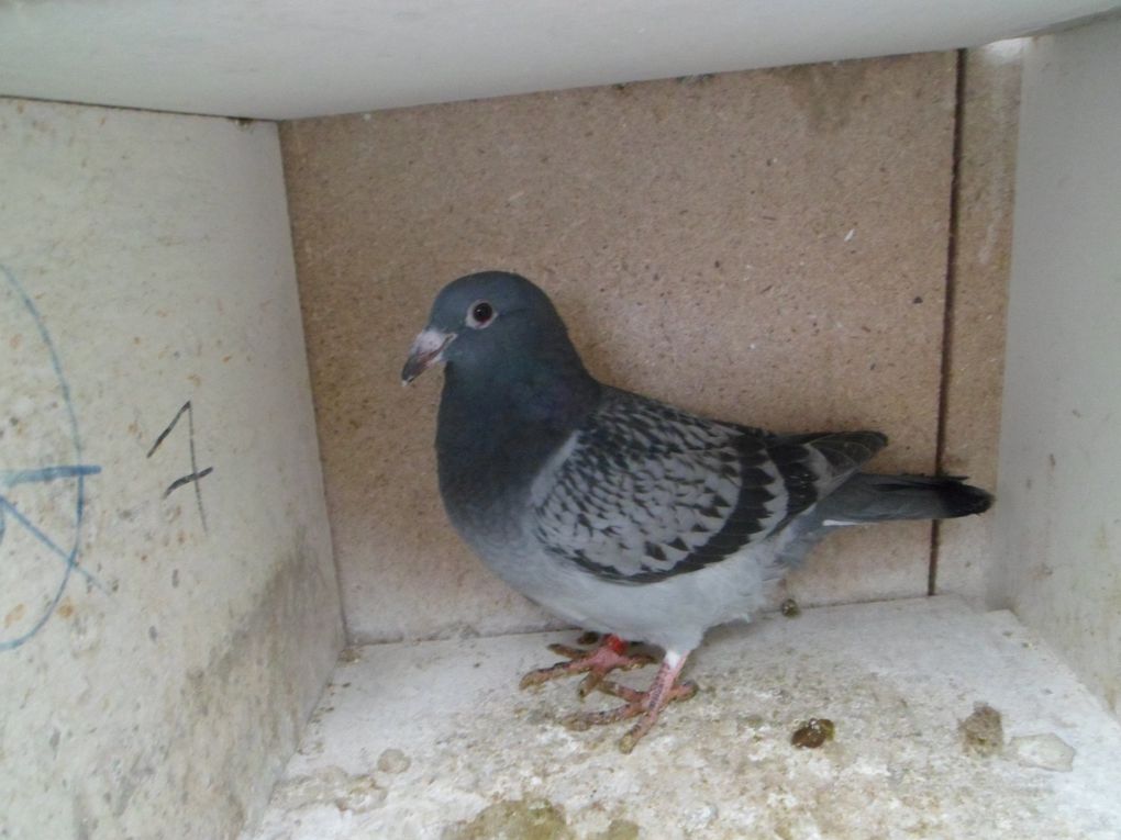 Pigeonneaux à vendre