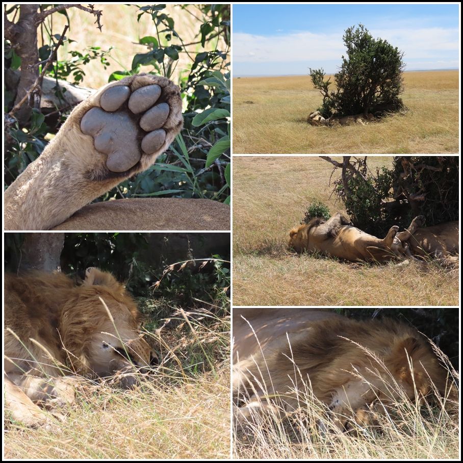 Un petit coin d'ombre, et le roi des animaux qui roupille... Ils étaient deux les lions !