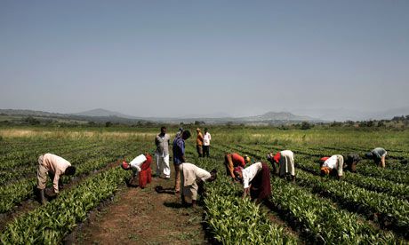 Une première africaine-Une multinationale condamnée pour fraude fiscale