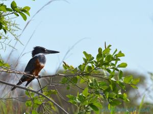 Pantanal Wilderness (Brésil en  camping-car)