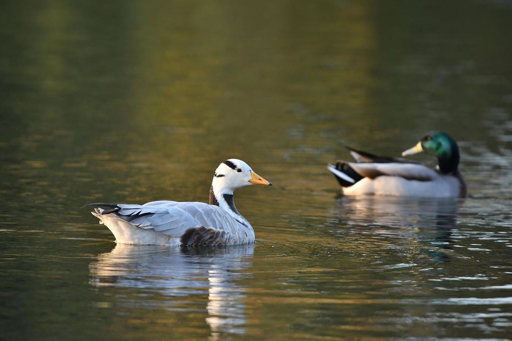 Oie à tête barrée en villégiature sur un lac sarthois.