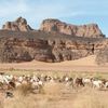 Extrait de l'Ouvrage "Laghouat, dignité et fierté pour l'éternité" El Harrag L’élevage domestique des chèvres à Laghouat