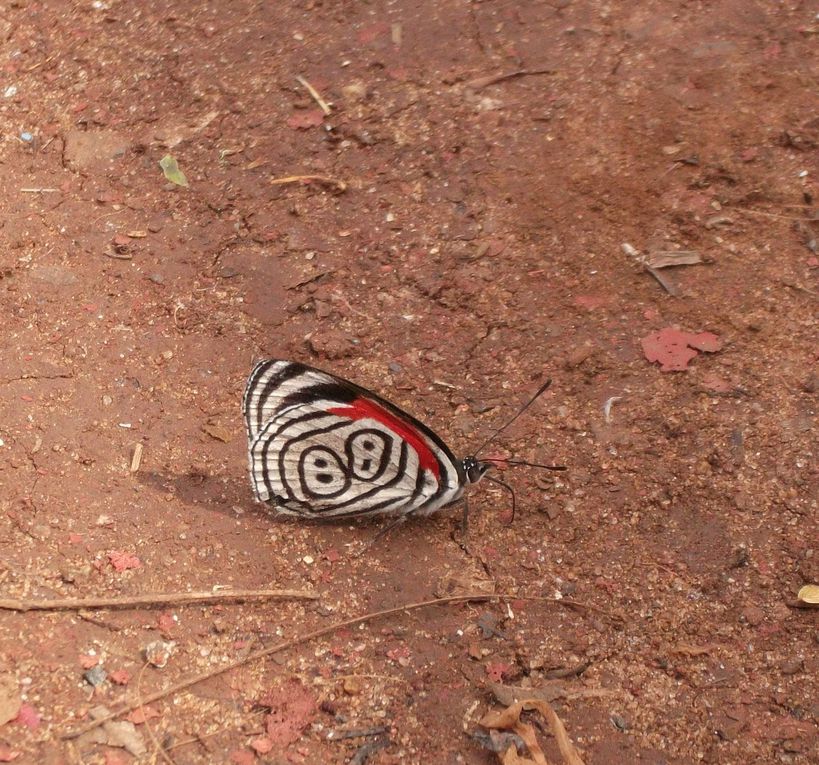 Album - chutes d'Iguazu