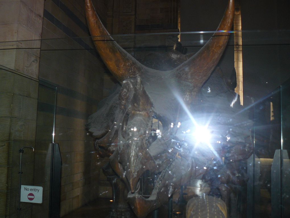 Album - Natural History Museum 2012