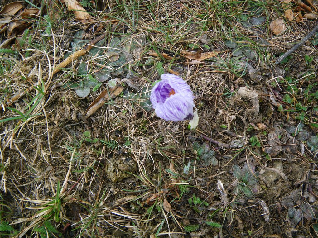 Album - fleurs des montagnes