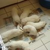 4ème semaine des chiots