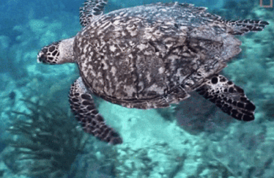 Dessin et peinture - vidéo 4470 : Comment dessiner ou peindre une tortue marine ? - crayon.
