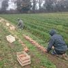 La récolte des carottes chez Manuel et Jérémie