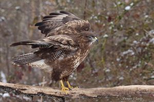 Chants d’oiseaux, leçon 14