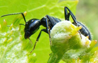 Comment se débarrasser des fourmis dans le jardin ?