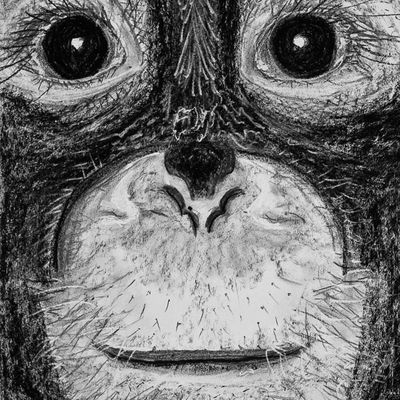 Puis de nombreux portraits rapides, d'abord des singes