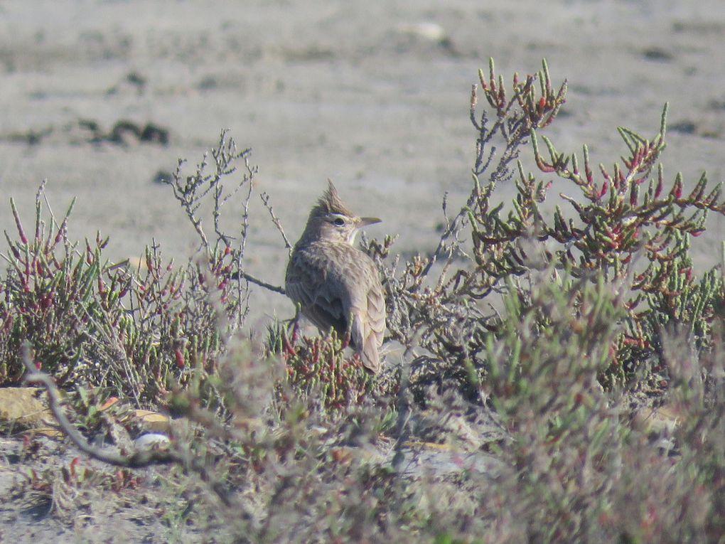 Des Cochevis huppés chantant à terre et sur les buissons.