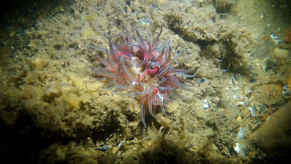 Faune du bassin à Hortense, photos de Jean Michel Mascré, sympa le homard bleu !