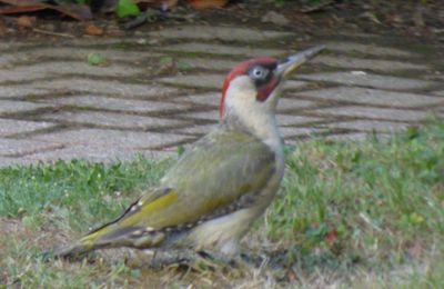 Un pivert au domaine des 2 mers