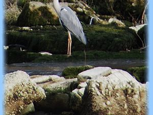 Sur les berges de la Loire