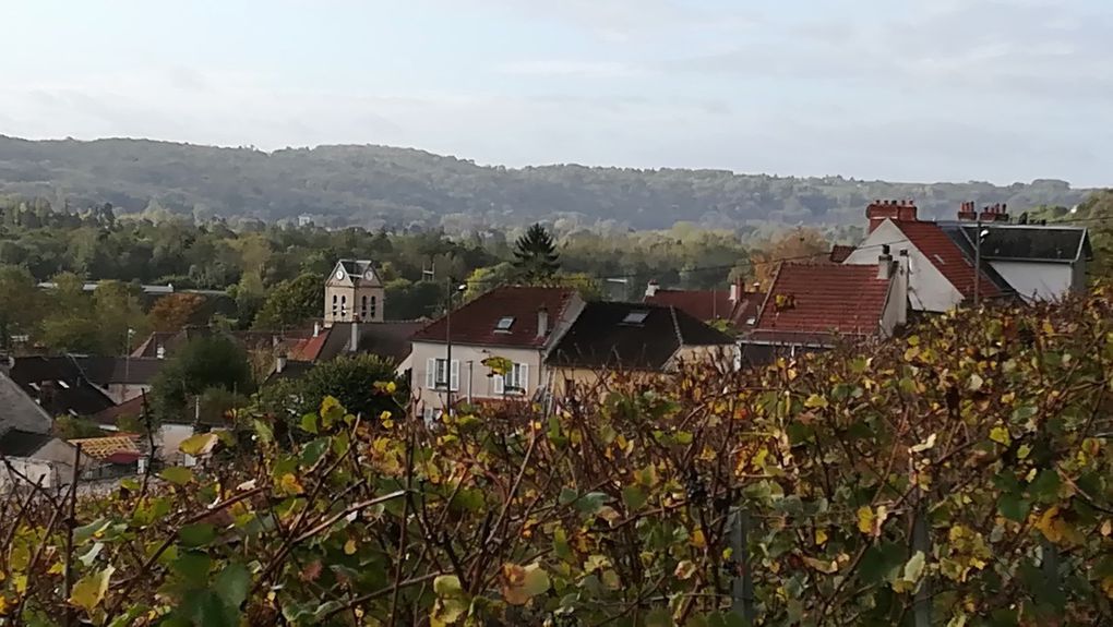 679. Dimanche 22 Octobre, les vignes du Pays Fertois.