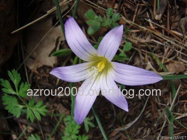 Fleurs de la forêt d'Azrou et alentours. cedraie, et foret mixte cèdres de l'Atlas et chênes verts (Parc National d'Ifrane, moyen-Atlas marocain).