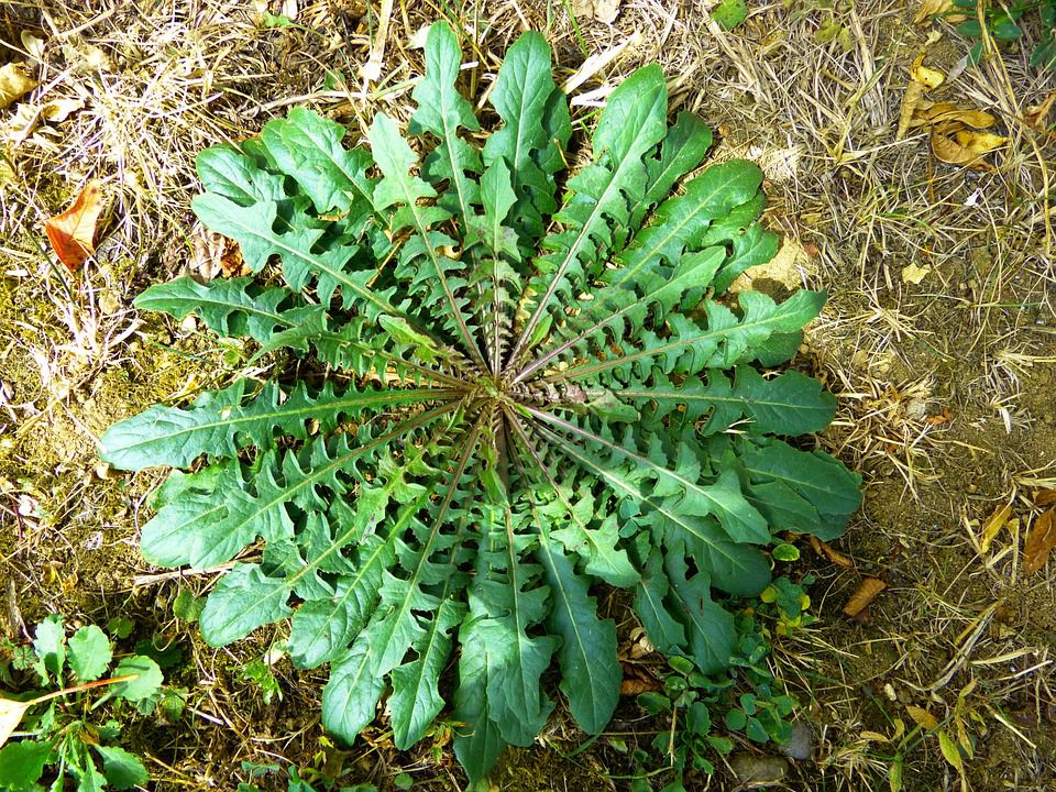 Pissenlit dent de Lion (Taraxacum officinale) Pulmonaire à feuilles longues (Pulmonaria longifolia) Oseille crépue (Rumex crispus)  Photos Sophy & Christian