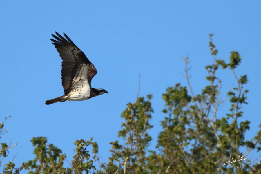 Balbuzard pécheur à Ondres et au marais d'Orx