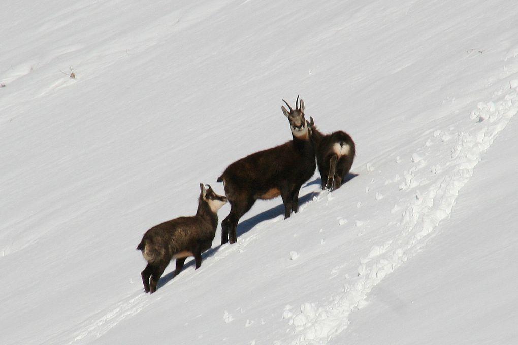 Faune de Tarentaise - Vanoise