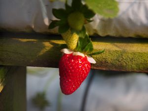 Jeudi 6 mars : journée rafflesia