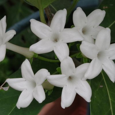 621 - Les couleurs du jardin en juillet et août - les fleurs blanches