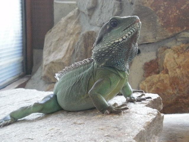 Album - ZOO ST MARTIN DE LA PLAINE