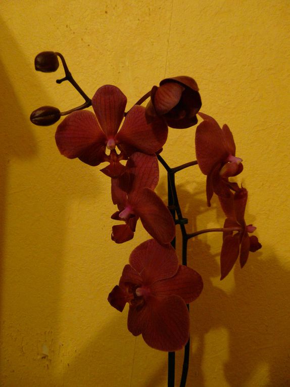 Album - Orchidee