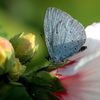 Azuré des nerpruns (Celastrina argiolus)