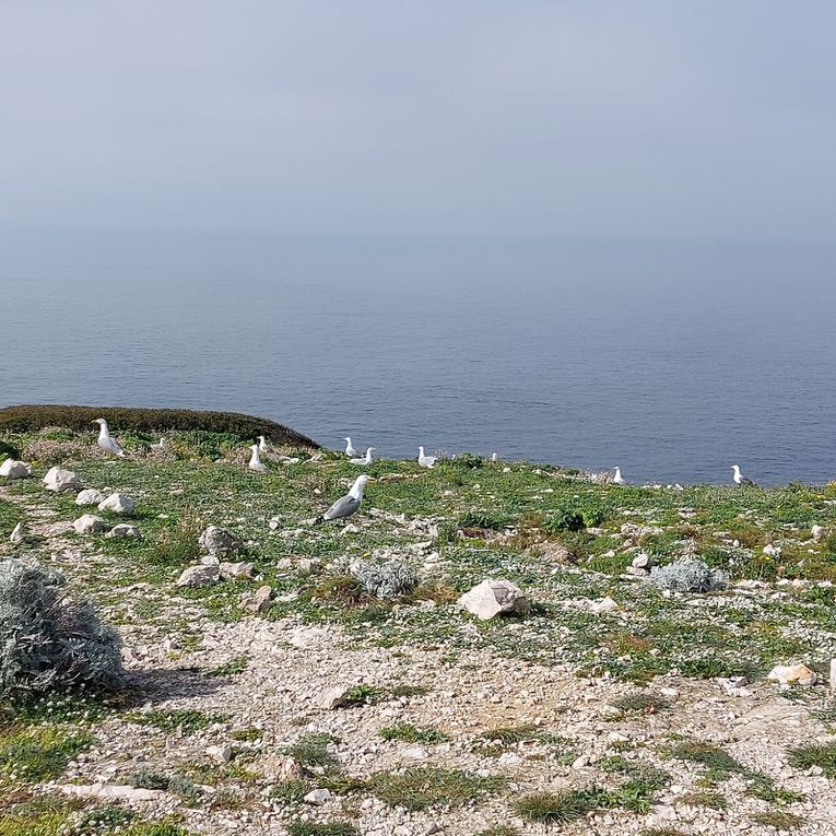 Portus mes aïgues (Pomègues)