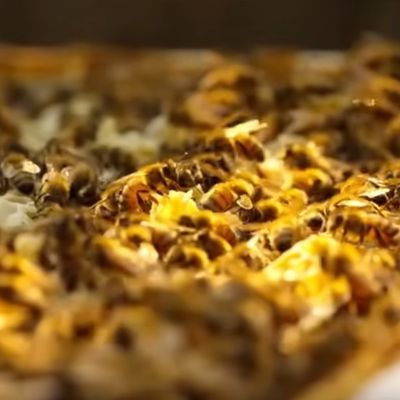 Pourquoi les Progressistes Adorent les Délinquants ?