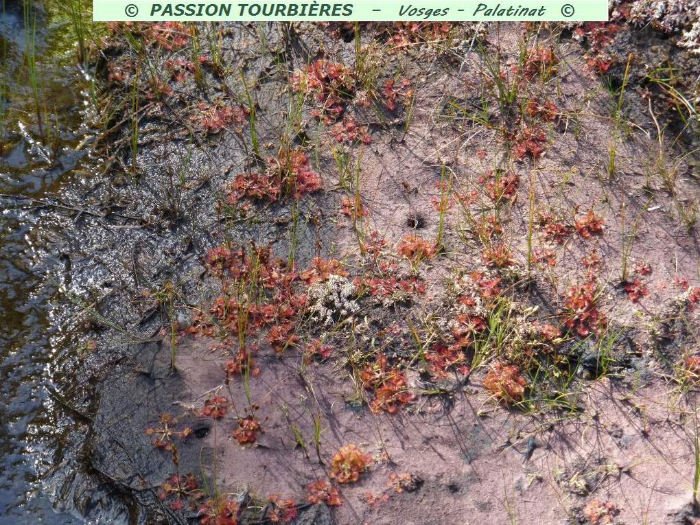 Séquence diapo 2 : Drosera Rotundifolia © , sur tourbe noire nue (rossolis à feuilles rondes).