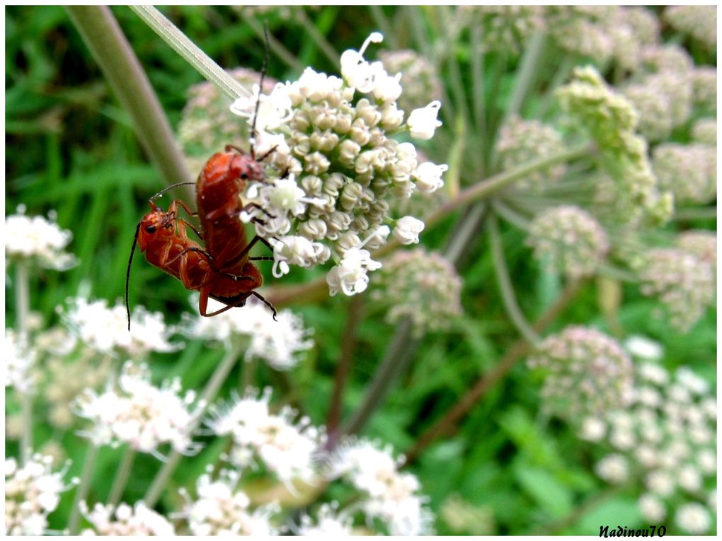 Album - macroinsectes