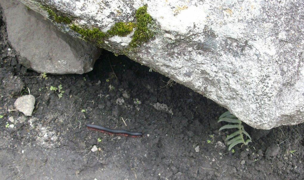 MACHU PICCHU - LA FAUNE