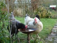 4 poules...4 oeufs 