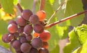 #Vines in Marlborough Region &amp; Vineyards  New Zealand