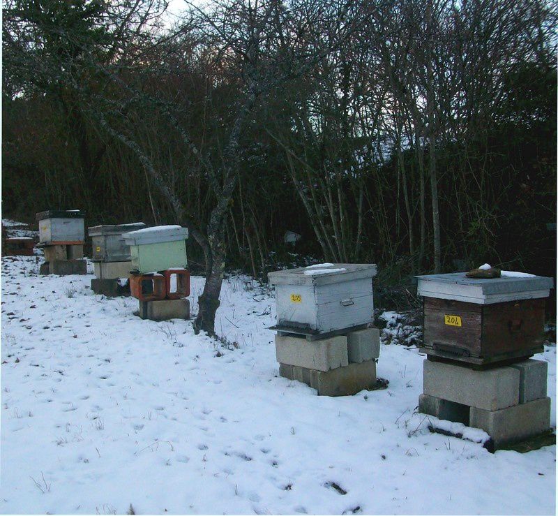 abeilles ruches, nos ruchers de Bourgogne, les apiculteurs Api4 en plein travail, leur évolution au fil des jours