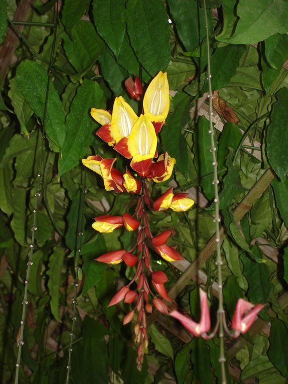 Album - jardin-botanique-et-biodome