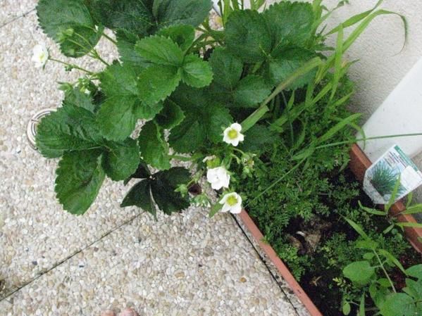 8 juin - Ce matin j'ai la motiv enfin pour faire le ménage et couper les nombreuses branches supperflues des tomates ..
Enfin je tue des limaces et protege chaque pied de légume avec de la pierre de lave et balance des granulés anti-limaces !