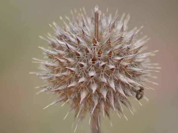 La flore... mais cherchez l'intrus !