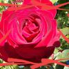 bientôt la st valentin rose rouge symbole de l'amour